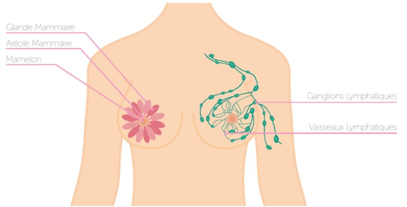 Anatomie du sein